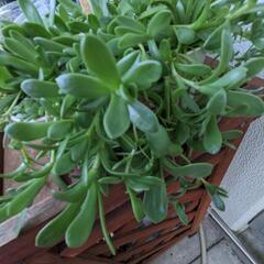 多肉植物　ドドランタリスの画像