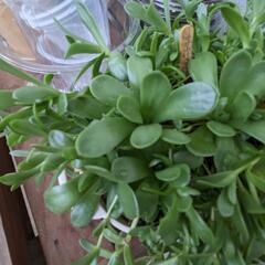 多肉植物　ドドランタリスの画像