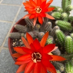 サボテン🌵ビャクダンの画像