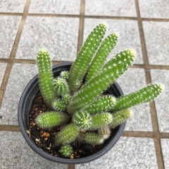 サボテン🌵ビャクダン
