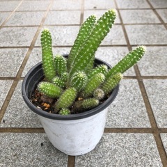 サボテン🌵ビャクダンの画像