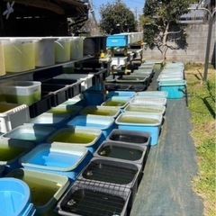 メダカ掬い＆メダカ販売の画像