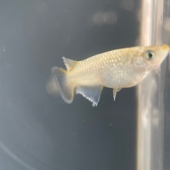 【メダカ屋　恵作めだか】　飛輪　写真は親種　　若魚　1匹500円の画像