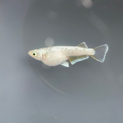 【メダカ屋　恵作めだか】　飛輪　写真は親種　　若魚　1匹500円の画像