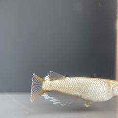 【メダカ屋　恵作めだか】　飛輪　写真は親種　　若魚　1匹500円の画像