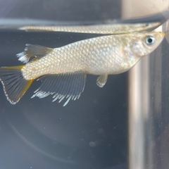 【メダカ屋　恵作めだか】　飛輪　写真は親種　　若魚　1匹500円の画像