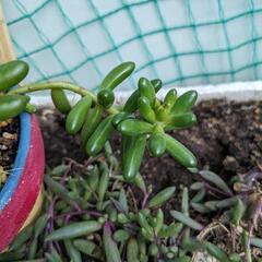 多肉植物　虹の玉の画像