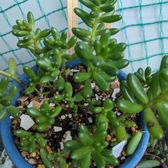 多肉植物　虹の玉の画像