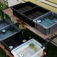 改良メダカ販売 販売パートナー募集中！ in 新潟市 無人販売 ネット販売 イベント出店 副業 在宅ワーク 業務委託 事業拡大 新規事業 独立 開業 パート アルバイト  めだかMEDAKAの画像