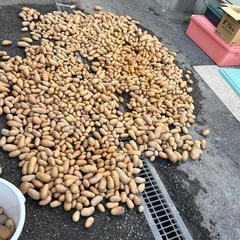 大好評^_^じゃがいも^_^無料の画像
