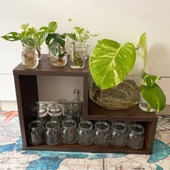 観葉植物いっぱい＆ブラウンの飾り棚＆空瓶