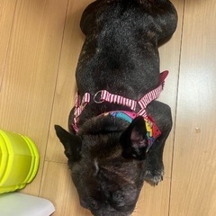 フレンチブルドッグの里親様を探しております