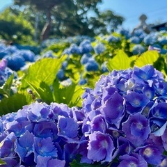 スマホ（iPhone）で写真を撮っています