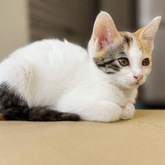 里親さんを探しています。三毛のメスです。