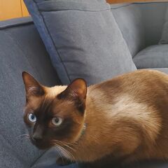 美しいシャム猫