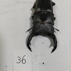 能勢SR血統オオクワガタペア新成虫④の画像