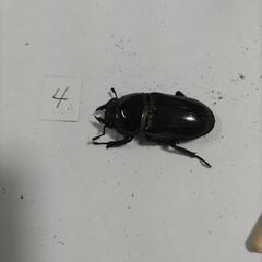 能勢SR血統オオクワガタペア新成虫④の画像