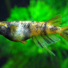 【種親動画あり】いま話題『金閣』の有精卵10コ　A-sめだか様ご本人ブリード個体の卵の画像