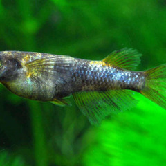 【種親動画あり】いま話題『金閣』の有精卵10コ　A-sめだか様ご本人ブリード個体の卵の画像