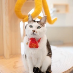 キレどころ不明のばぁちゃん猫 福ちゃん