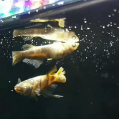 【種親動画あり】いま話題『金閣』の有精卵10コ　A-sめだか様ご本人ブリード個体の卵の画像