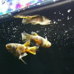 【種親動画あり】いま話題『金閣』の有精卵10コ　A-sめだか様ご本人ブリード個体の卵の画像