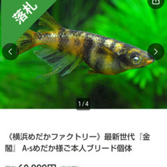 【種親動画あり】いま話題『金閣』の有精卵10コ　A-sめだか様ご本人ブリード個体の卵の画像