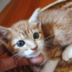 茶トラ　元気な女の子　室内飼い　親離れしました