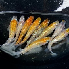 三色ラメメダカ　月神　有精卵40個＋αの画像