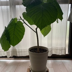 ウンベラータ