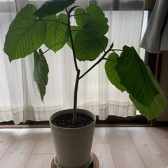 ウンベラータの画像