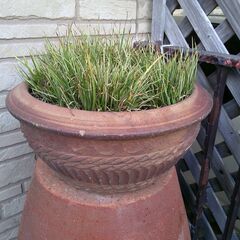 鉢物　　　観葉植物の画像