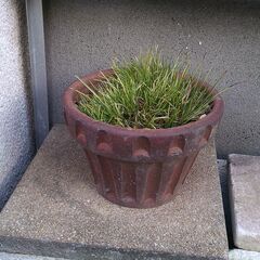 鉢物　　　観葉植物の画像