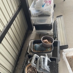 メダカ、カラーシュリンプ、その他の画像