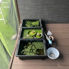 メダカ、カラーシュリンプ、その他の画像