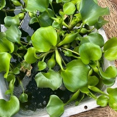 値下げしましたホテイアオイ　メダカにの画像