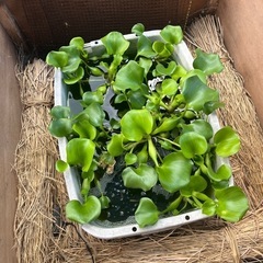 値下げしましたホテイアオイ　メダカにの画像