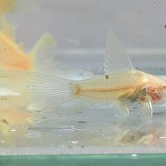  コリドラス　アエネウス　赤コリ　白コリ　ロングフィン　熱帯魚の画像