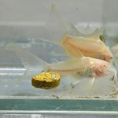  コリドラス　アエネウス　赤コリ　白コリ　ロングフィン　熱帯魚の画像
