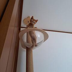 😻ｷｭﾙﾙﾙﾝ😻けだまも保護猫譲渡会😻