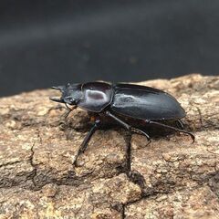 アカアシクワガタ　♂♀ペア　7-2 オマケ♂単品×2の画像