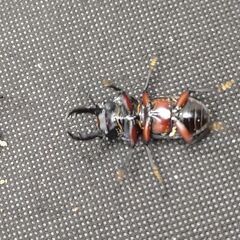 アカアシクワガタ　♂♀ペア　7-2 オマケ♂単品×2の画像