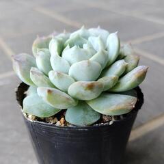 (お取引中)多肉植物　ロザリア　2025年7月14日の画像