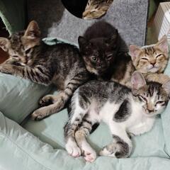 愛猫のお子ちゃまです。 5/20生 2匹   5/31生 2匹