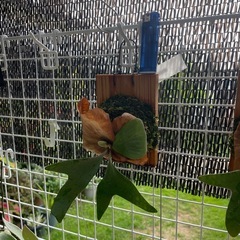 ステマリアの画像