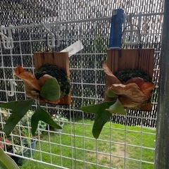ステマリアの画像