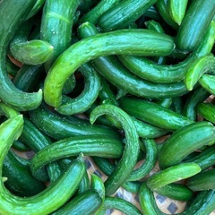 キュウリ🥒の画像