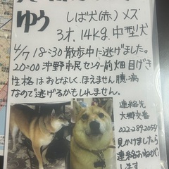 犬探してます