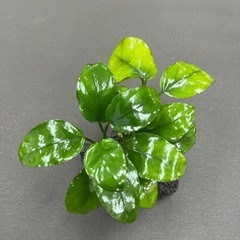 【水草】アヌビアスナナ　石巻き①の画像