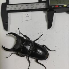 能勢YG血統オオクワガタペア新成虫⑤の画像